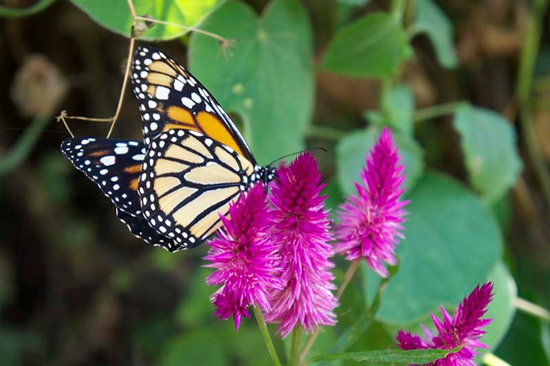 butterflies in Machu Picchu