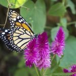 MARIPOSAS MACHUPICCHU