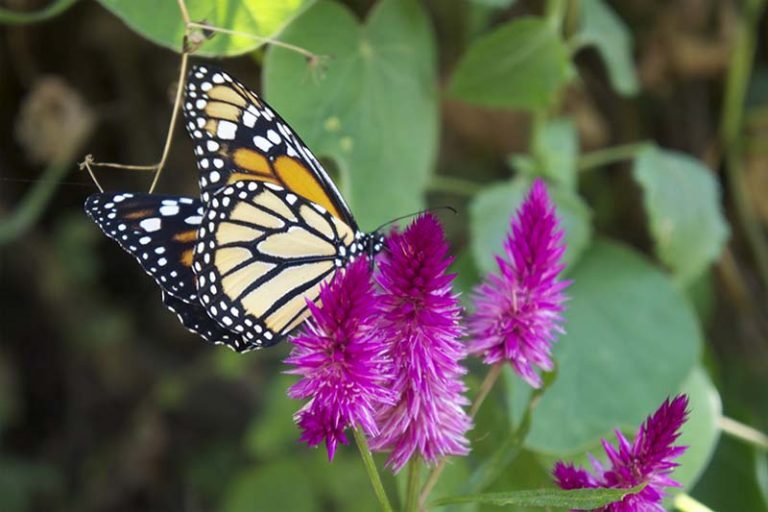 MARIPOSAS MACHUPICCHU