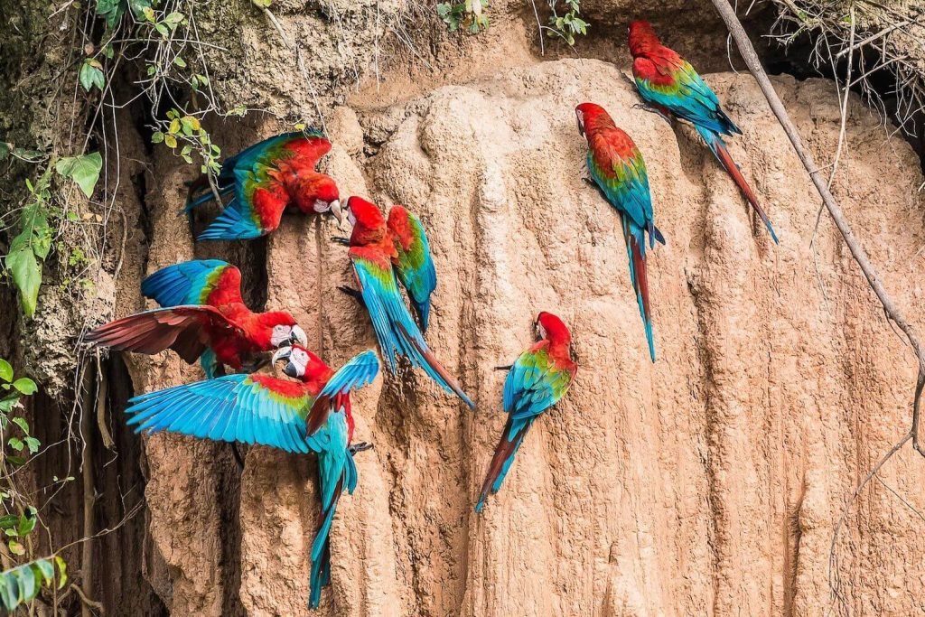 Macaw Clay Lick Tambopata Peru