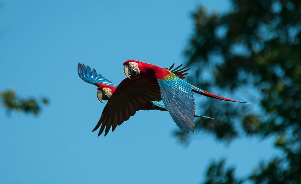 makaw tambopata