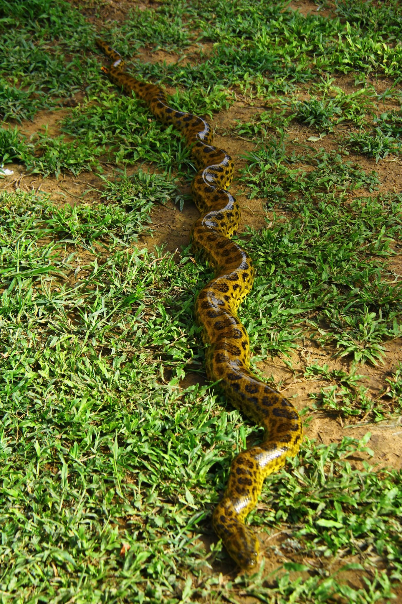 anacondas pantanal