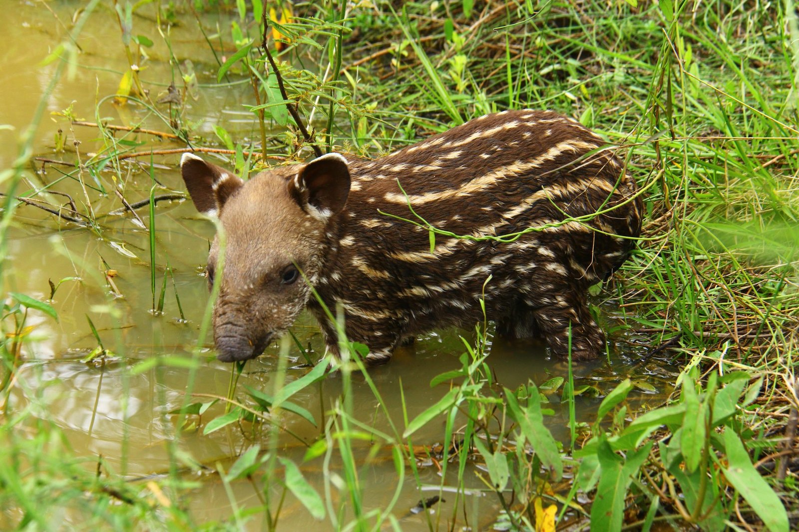 Safari de jaguares en Pantanal Brasil 4 díasPhoto #5 