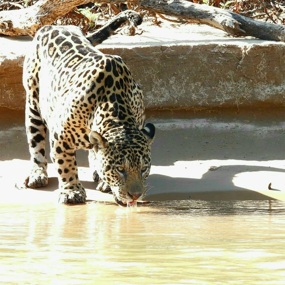 Pantanal Jaguar Safaris 4 Days in BrazilPhoto #4 