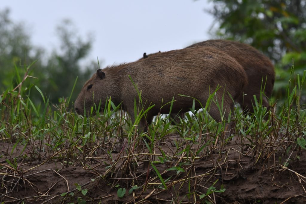 capivara jungle