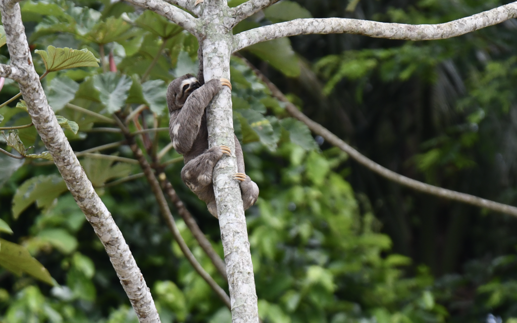 tambopata research center