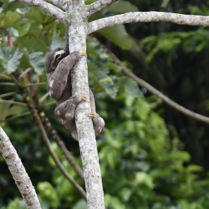 Gallery image of Tambopata Macaw Lick + Lago Sandoval 3 Dias