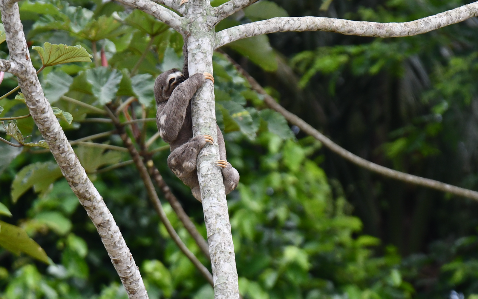 Tambopata Macaw Clay Lick 2 DaysPhoto #4 