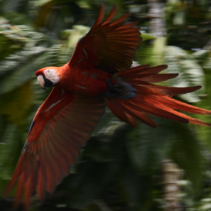 Gallery image of Tambopata Macaw Lick + Lago Sandoval 3 Dias