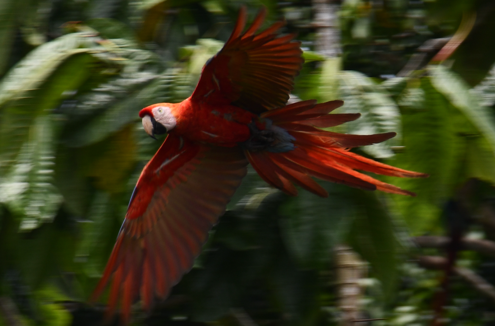 Tambopata Macaw Clay Lick 2 DiasPhoto #3 