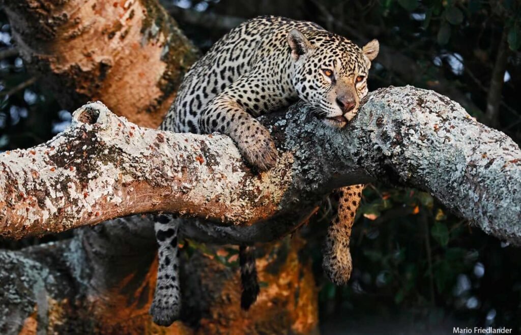 pantanal jaguar safaris