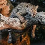 pantanal jaguar safaris