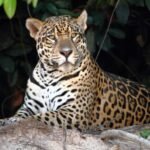 pantanal jaguar safaris