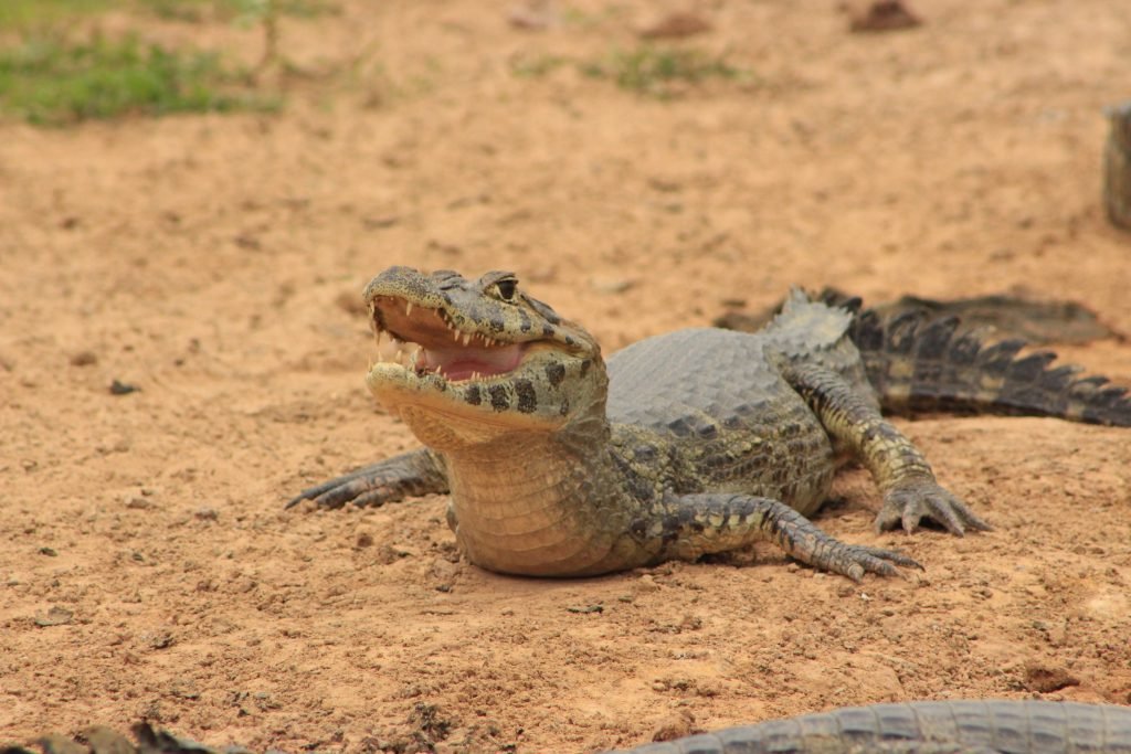 caiman tambopata