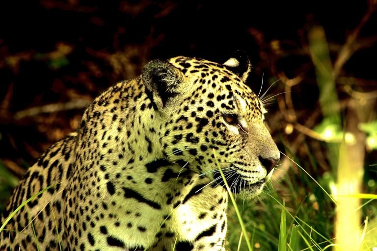 jaguar land
