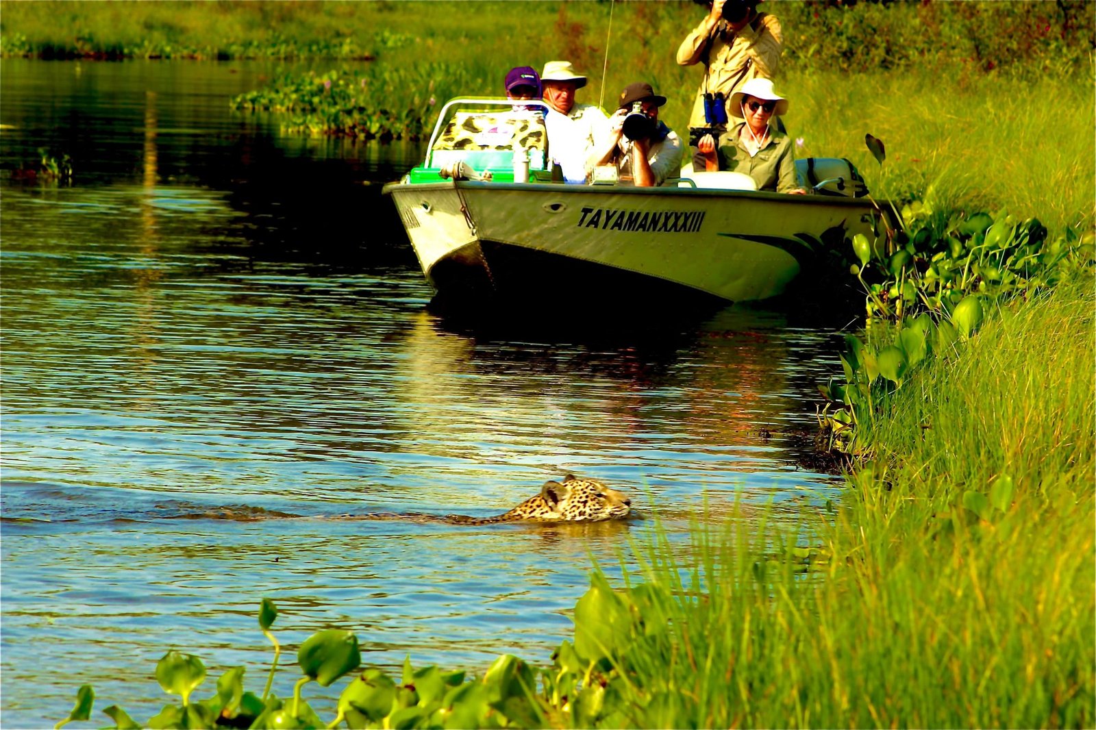Pantanal Jaguar Safaris Brasil 4 díasPhoto #4 