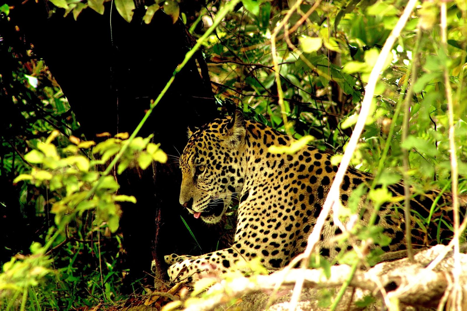 Pantanal Jaguar Safaris 4 Days in BrazilPhoto #6 