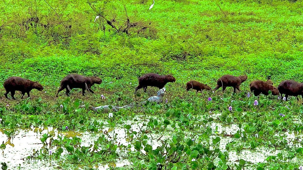 pantanal brasil