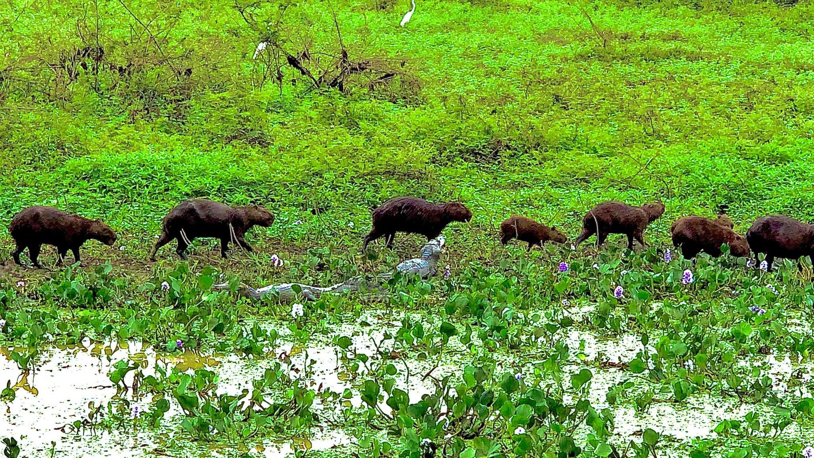Pantanal Jaguar Safaris 4 dias no BrasilPhoto #6 