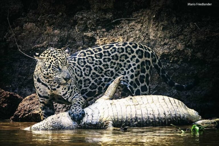 pantanal jaguar safaris