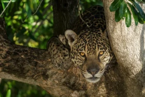 Pantanal Jaguar Safaris 4 Days in Brazil