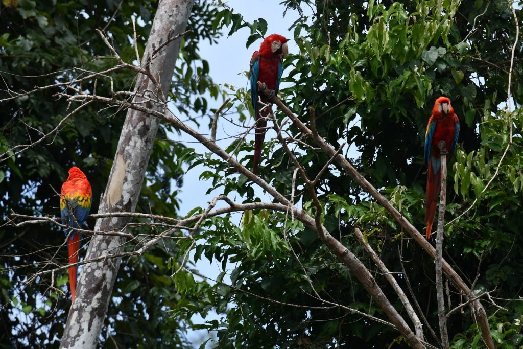 macaws in tambopata lorenzo expeditions