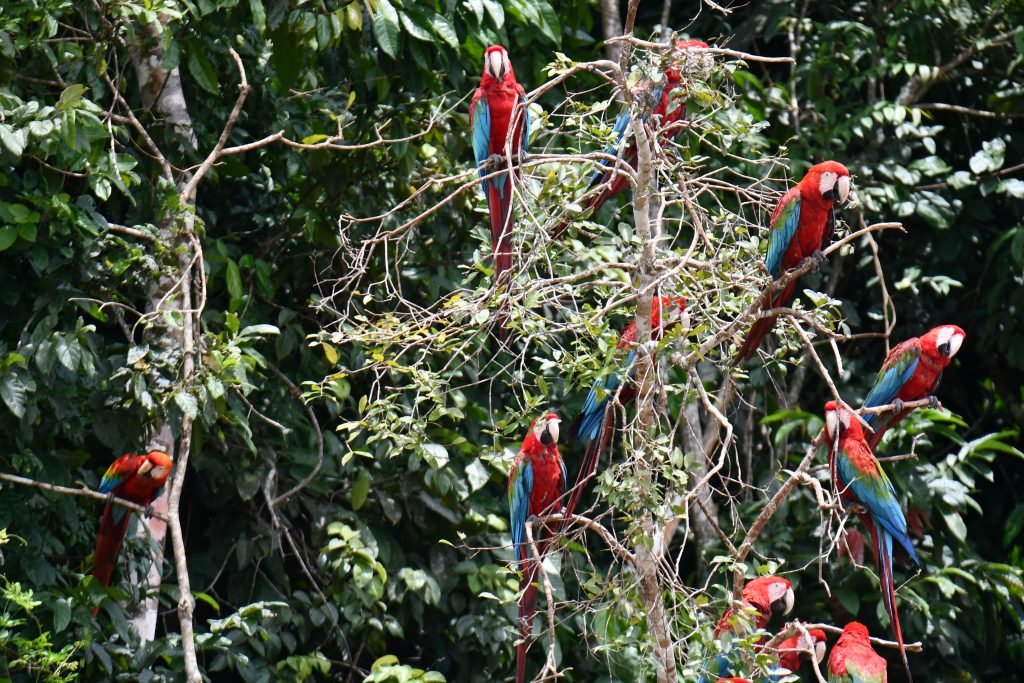 Makaws Tambopata