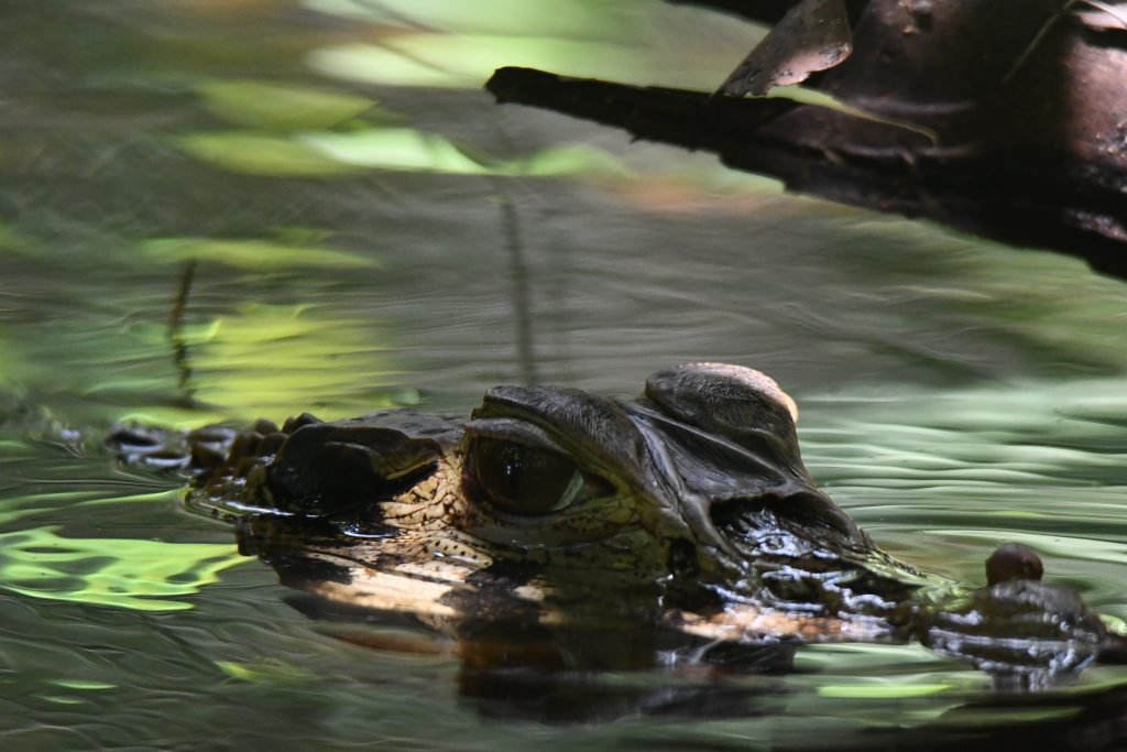 Caiman Lago yacumama