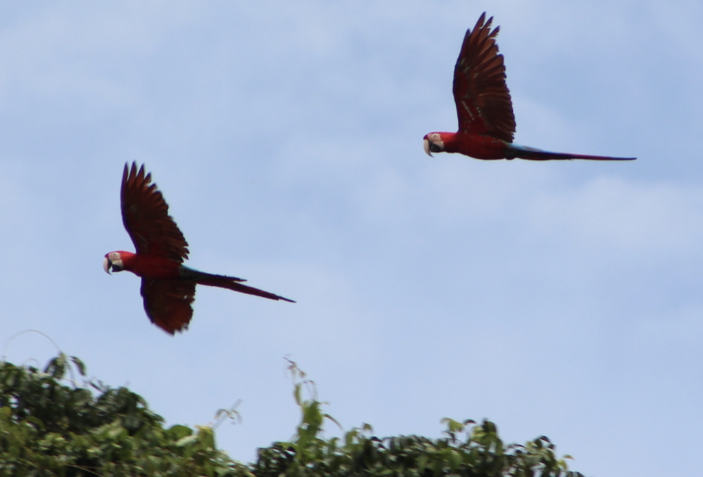 macaws in Tambopata lorenzo expeditions