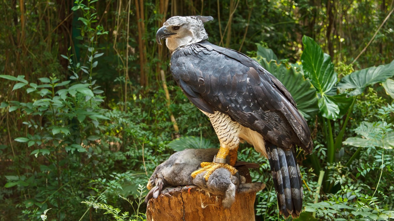 Harpy Eagle in Tambopata