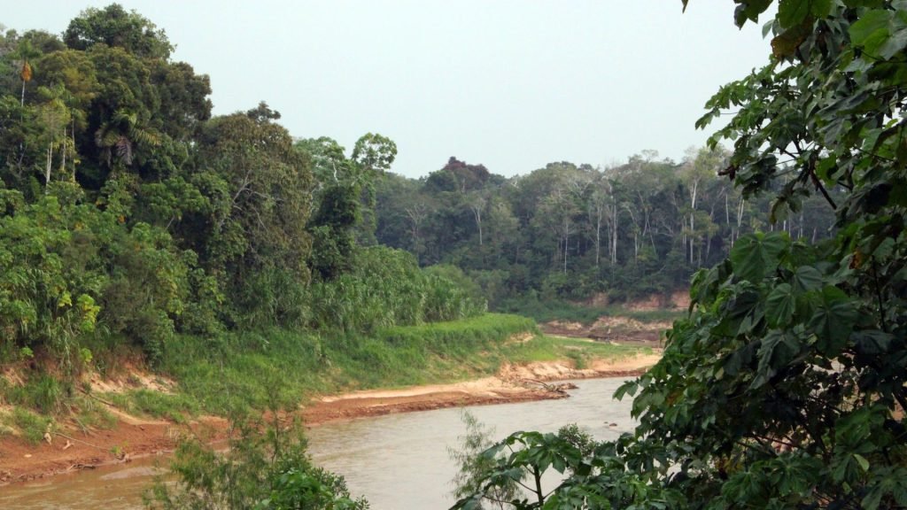 Amazonas Tambopata
