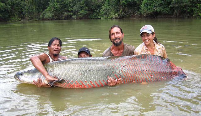 Paiche-Tambopata