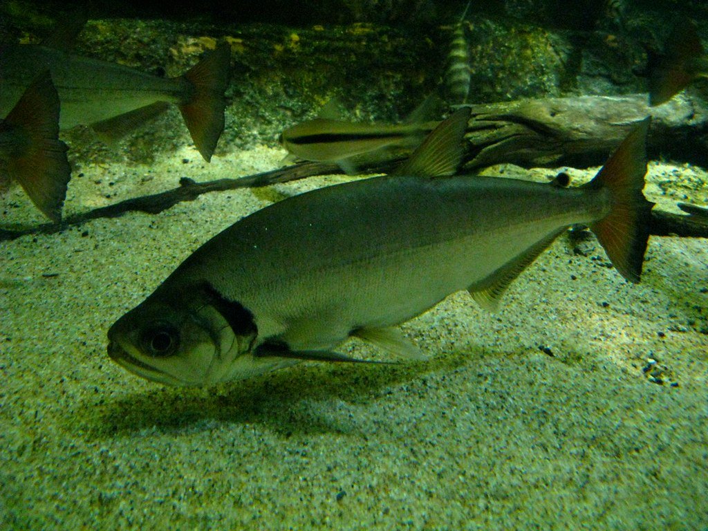 Payara (Hydrolycus scomberoides)