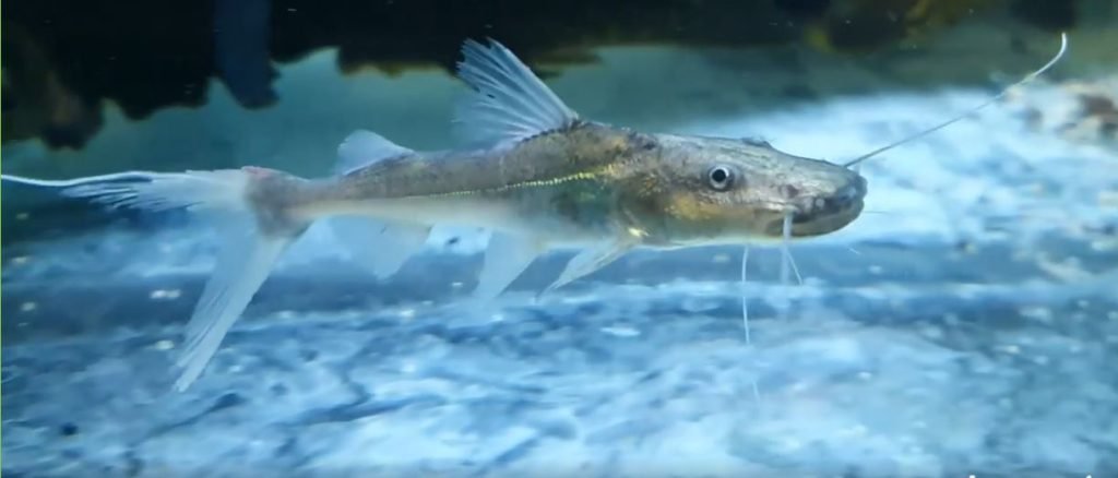 Golden catfish (Brachyplatystoma flavicans) flavicans)