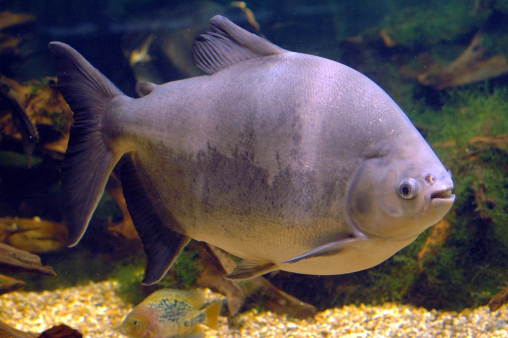 Tambaqui (Colossoma macropomum)