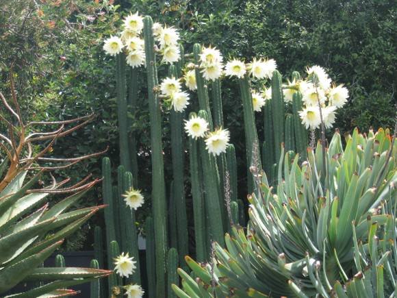 El cactus de San Pedro