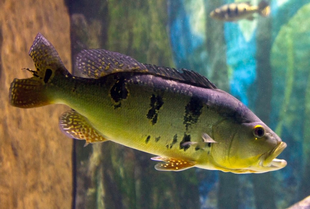 Tucunaré (Cichla ocellaris) - Pesca esportiva - Rio Tambopata