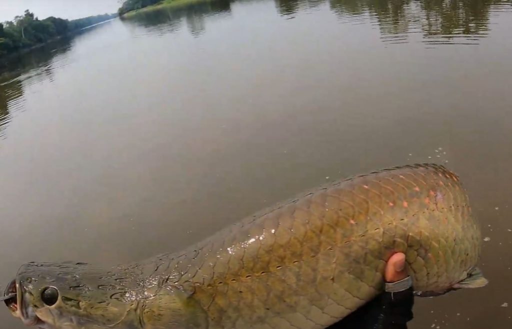 Pesca deportiva en la Amazonia: Puerto Maldonado