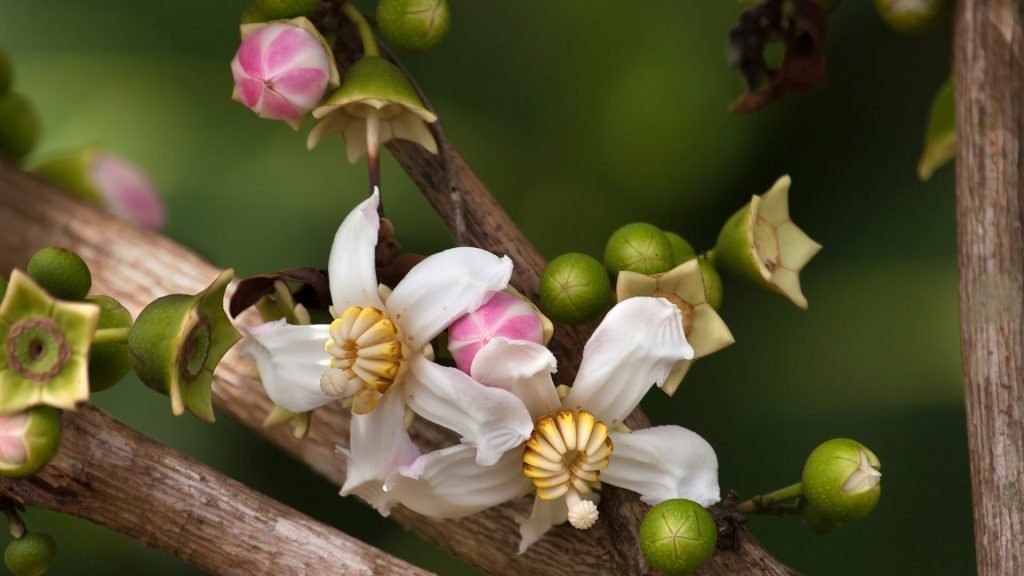 Flora-selva amazónica peruana