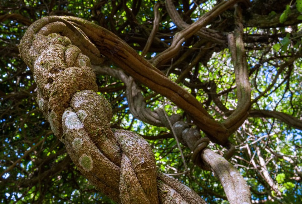Ayahuasca o yagé