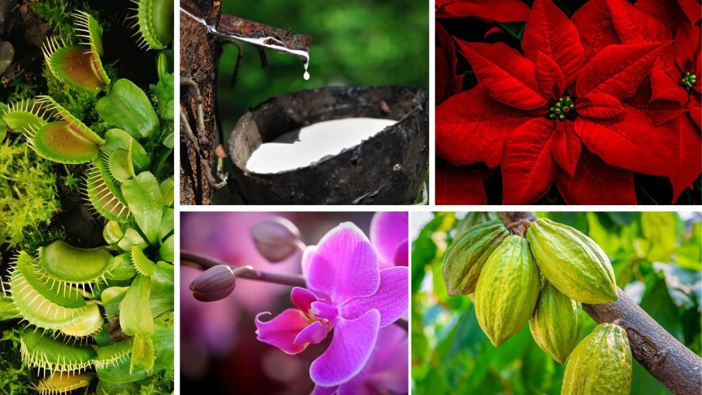 Plantas de la selva tropical