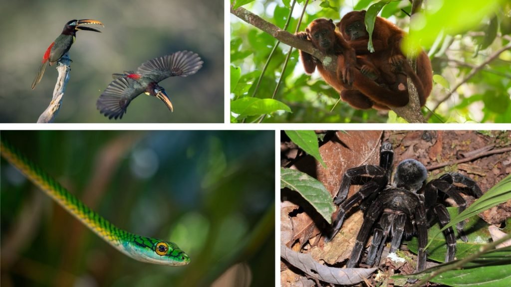 Animales en Tambopata