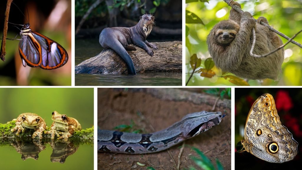 animales de la selva tropical