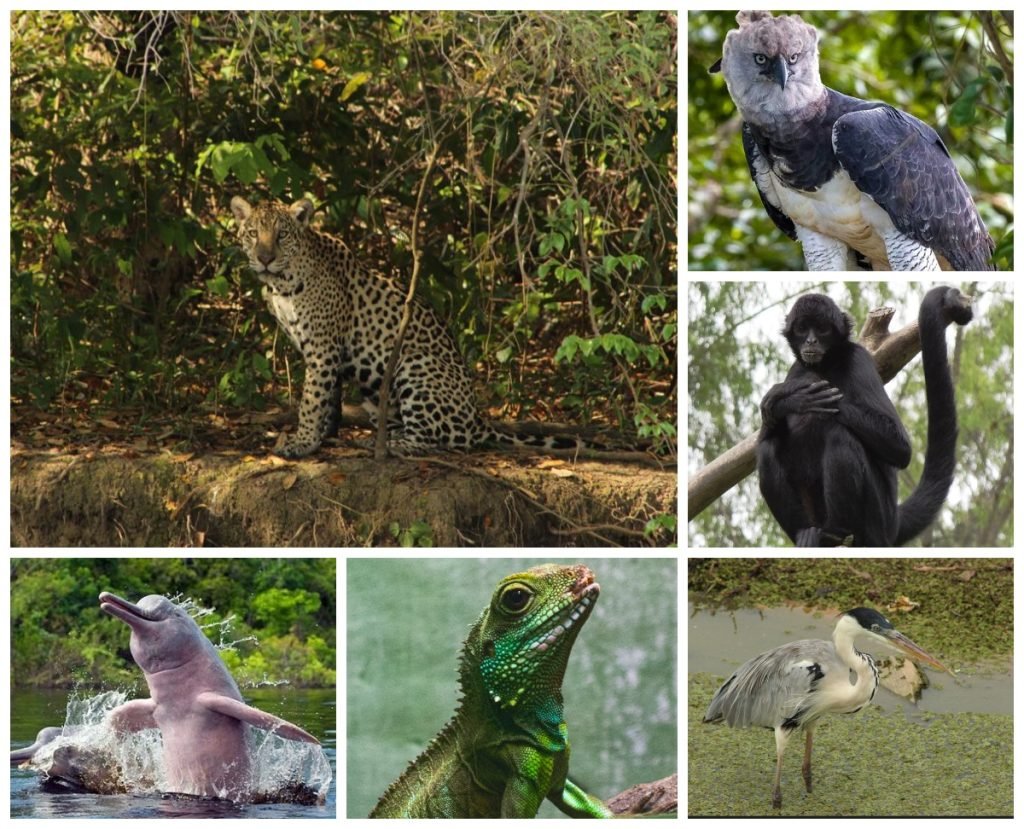 animales-de-la-amazonia