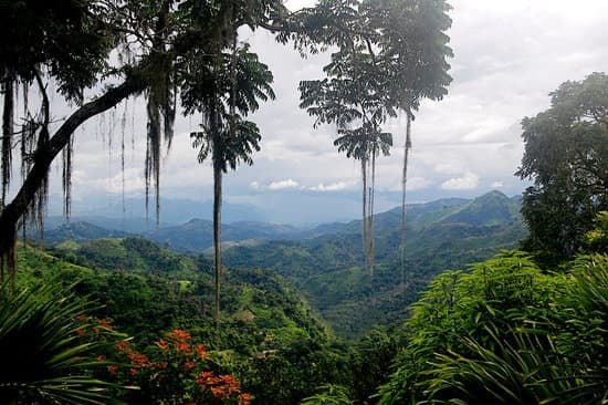 bosques tropicales