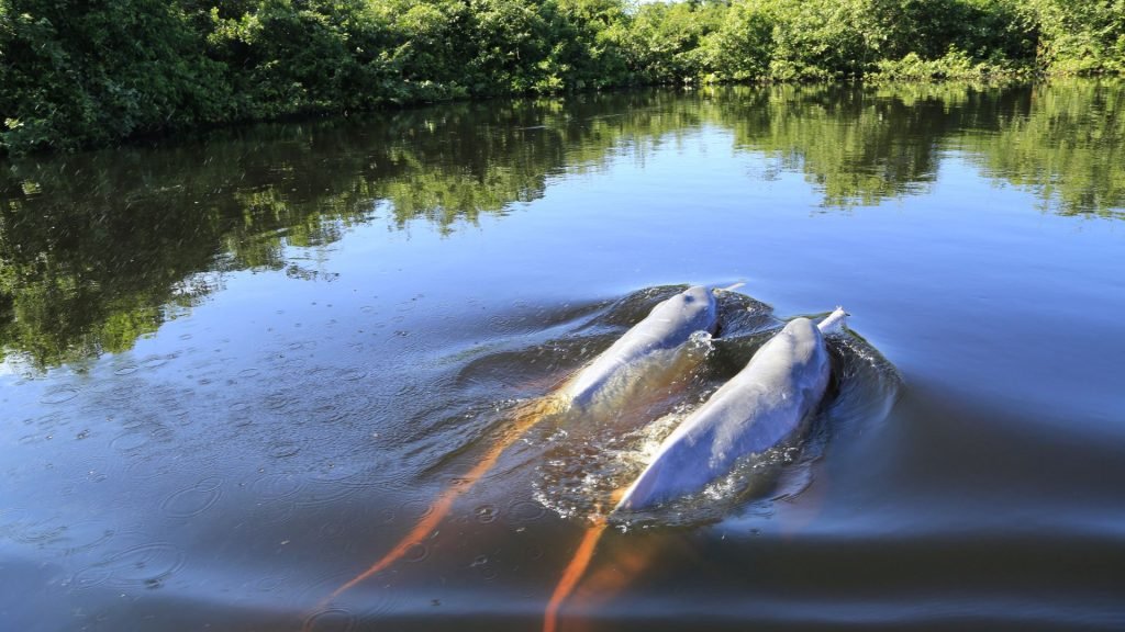 delfines rosados-selva amazónica peruana