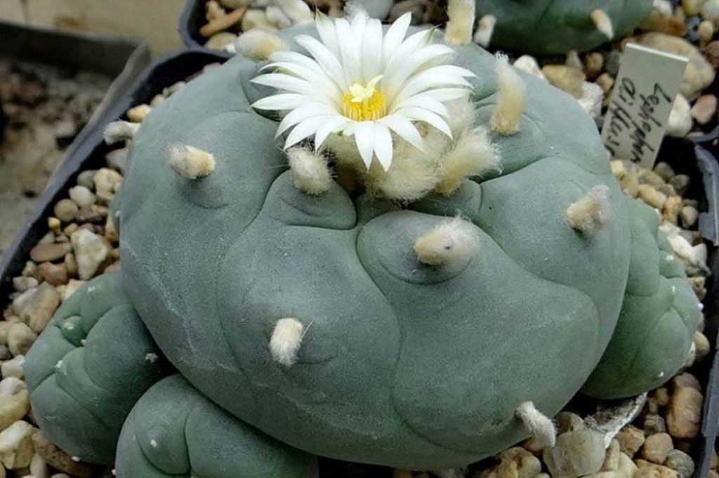 peyote-mescaline