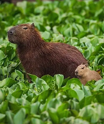 Animales - selva - capibaras