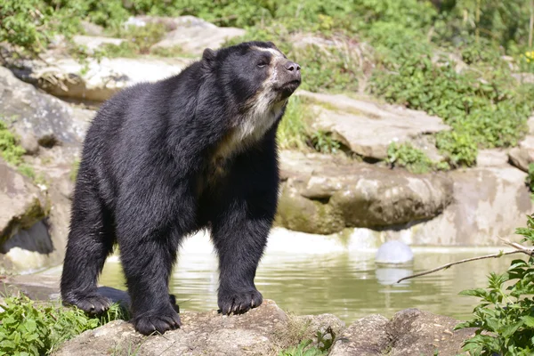 oso de anteojos - oso andino - spectacled bear - ursos de anteojos - ursos de óculos