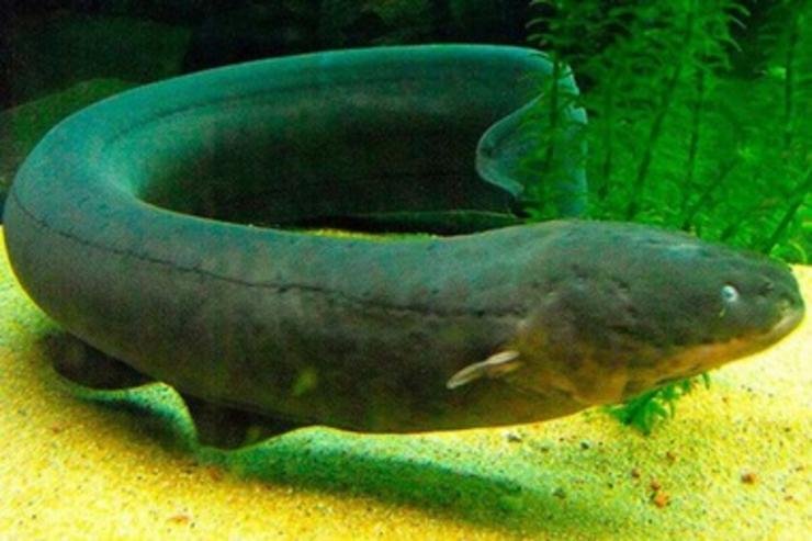 Electric eel - Fish - Amazon